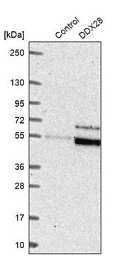 Anti-DDX28 antibody produced in rabbit Prestige Antibodies&#174; Powered by Atlas Antibodies, affinity isolated antibody, buffered aqueous glycerol solution