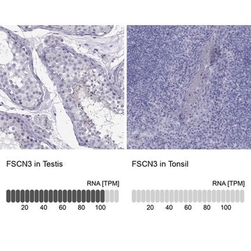 Anti-FSCN3 antibody produced in rabbit Prestige Antibodies&#174; Powered by Atlas Antibodies, affinity isolated antibody, buffered aqueous glycerol solution