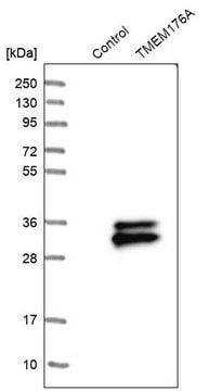 Anti-TMEM176A antibody produced in rabbit Prestige Antibodies&#174; Powered by Atlas Antibodies, affinity isolated antibody, buffered aqueous glycerol solution