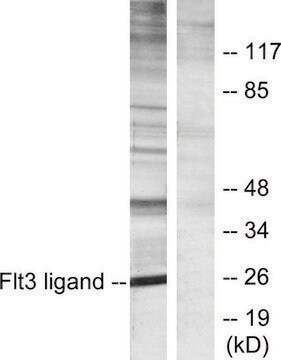 Anti-FLT3 ligand antibody produced in rabbit affinity isolated antibody