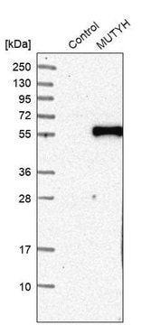 Anti-MUTYH antibody produced in rabbit Prestige Antibodies&#174; Powered by Atlas Antibodies, affinity isolated antibody, buffered aqueous glycerol solution