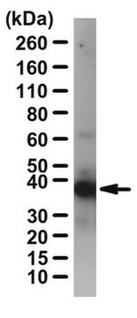 Anti-CRKL Antibody from rabbit, purified by affinity chromatography