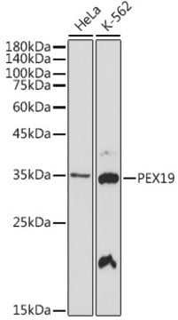 Anti-PEX19 Antibody, clone 9O7Q9, Rabbit Monoclonal