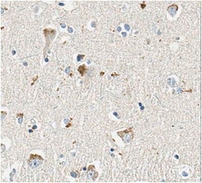 Anti-Somatoliberin/GHRH Antibody, clone 1B4.2 clone 1B4.2, from mouse