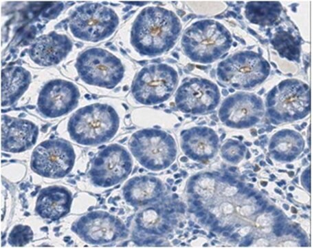 Anti-PL Scramblase 1 Antibody, clone 1A8 clone 1A8, from mouse