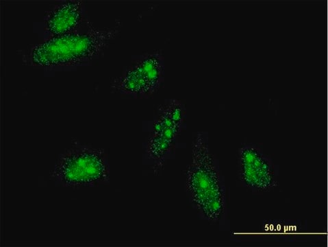 Monoclonal Anti-HAND2 antibody produced in mouse clone 4D9, purified immunoglobulin, buffered aqueous solution