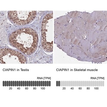 Anti-CIAPIN1 antibody produced in rabbit Prestige Antibodies&#174; Powered by Atlas Antibodies, affinity isolated antibody, buffered aqueous glycerol solution