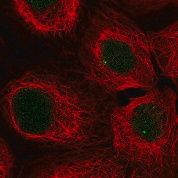 Anti-SNAPC3 antibody produced in rabbit Prestige Antibodies&#174; Powered by Atlas Antibodies, affinity isolated antibody