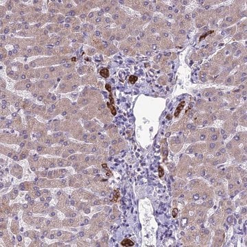 Anti-RPS26 antibody produced in rabbit Prestige Antibodies&#174; Powered by Atlas Antibodies, affinity isolated antibody, buffered aqueous glycerol solution