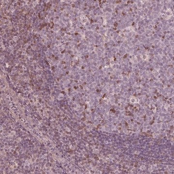 Anti-ING3 antibody produced in rabbit Prestige Antibodies&#174; Powered by Atlas Antibodies, affinity isolated antibody, buffered aqueous glycerol solution