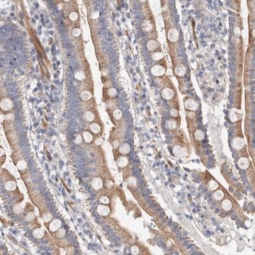 Anti-PSMG3 antibody produced in rabbit Prestige Antibodies&#174; Powered by Atlas Antibodies, affinity isolated antibody, buffered aqueous glycerol solution