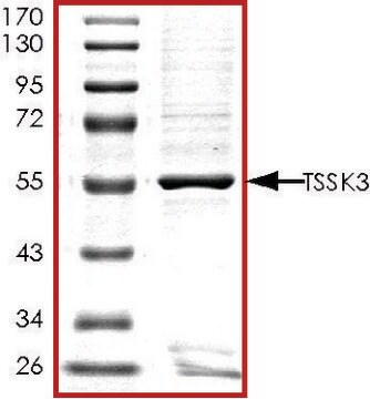 TSSK3, GST tagged human recombinant, expressed in baculovirus infected Sf9 cells, &#8805;70% (SDS-PAGE), buffered aqueous glycerol solution