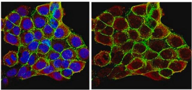 Anti-Heat Shock Protein 90&#945; Antibody from rabbit