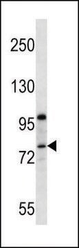 ANTI-PR15B(C-TERMINAL) antibody produced in rabbit affinity isolated antibody, buffered aqueous solution