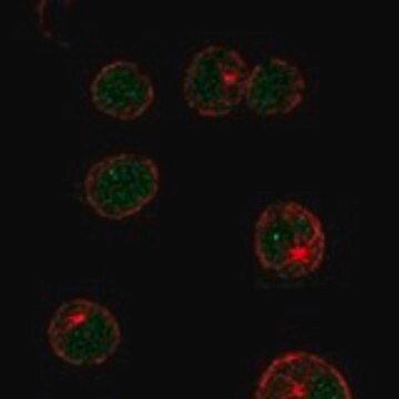 Anti-LMO2 antibody produced in rabbit Prestige Antibodies&#174; Powered by Atlas Antibodies, affinity isolated antibody, buffered aqueous glycerol solution