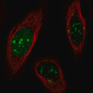 Anti-SNAPC1 antibody produced in rabbit Prestige Antibodies&#174; Powered by Atlas Antibodies, affinity isolated antibody