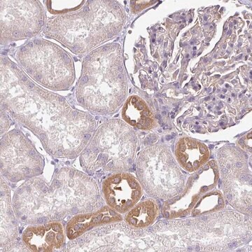 Anti-TMEM107 antibody produced in rabbit Prestige Antibodies&#174; Powered by Atlas Antibodies, affinity isolated antibody, buffered aqueous glycerol solution