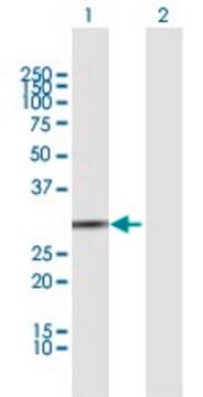 Anti-BPNT1 antibody produced in mouse purified immunoglobulin, buffered aqueous solution