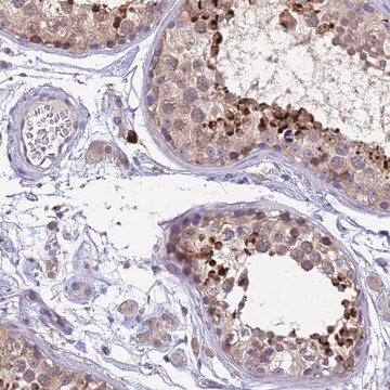 Anti-THAP5 antibody produced in rabbit Prestige Antibodies&#174; Powered by Atlas Antibodies, affinity isolated antibody, buffered aqueous glycerol solution