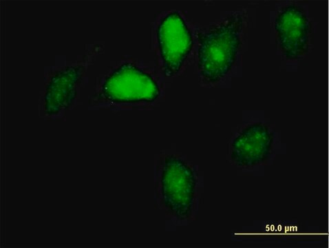 Anti-GNL1 antibody produced in mouse IgG fraction of antiserum, buffered aqueous solution