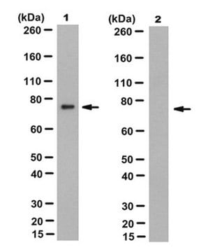 Anticorps anti-pré-lamine-A, clone&nbsp;7G11 clone 7G11, from rat