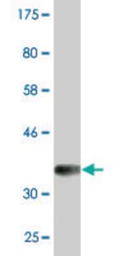 Monoclonal Anti-NELL2 antibody produced in mouse clone 1F6, purified immunoglobulin, buffered aqueous solution