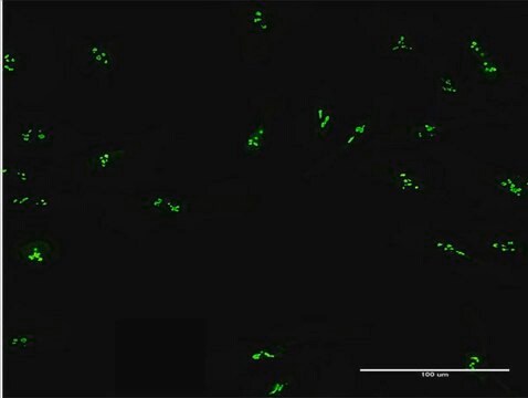 Anti-DDX47 antibody produced in mouse purified immunoglobulin, buffered aqueous solution