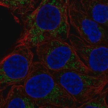 Anti-Fam162A Antibody Produced In Rabbit Prestige Antibodies&#174; Powered by Atlas Antibodies, affinity isolated antibody, buffered aqueous glycerol solution