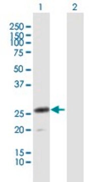 Anti-CLEC4D antibody produced in mouse purified immunoglobulin, buffered aqueous solution