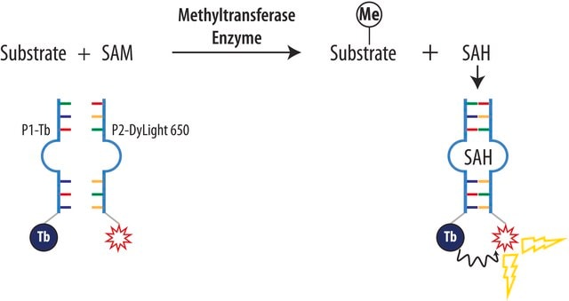 AptaFluor&#174; SAH Methyltransferase-Assay