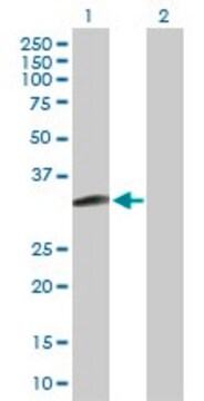 Anti-MAGEH1 antibody produced in rabbit purified immunoglobulin, buffered aqueous solution