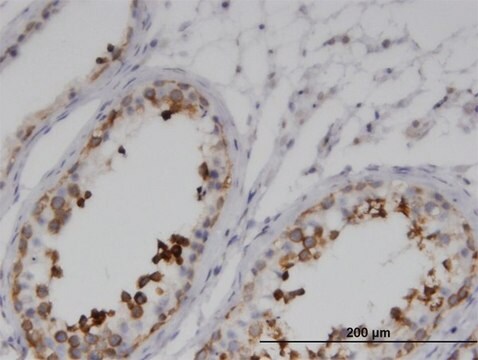 Monoclonal Anti-GKAP1 antibody produced in mouse clone 1B9, purified immunoglobulin, buffered aqueous solution