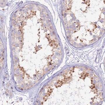 Anti-MBD3L1 antibody produced in rabbit Prestige Antibodies&#174; Powered by Atlas Antibodies, affinity isolated antibody, buffered aqueous glycerol solution