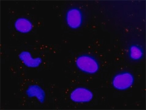 Anti-CYCS antibody produced in rabbit purified immunoglobulin, buffered aqueous solution