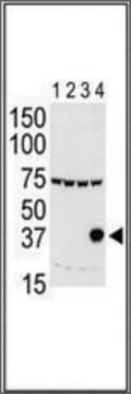 Anti-Aurora-C (N-term M1) antibody produced in rabbit IgG fraction of antiserum, buffered aqueous solution