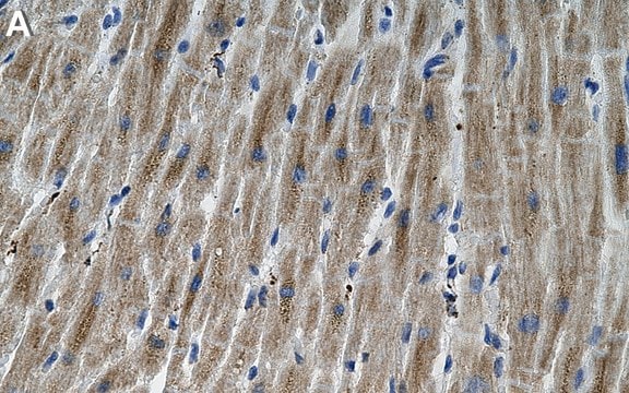 Anti-Mitofilin Antibody, clone 1G19 ZooMAb&#174; Rabbit Monoclonal recombinant, expressed in HEK 293 cells