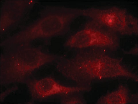 Anti-phospho-CAV1 (pTyr14) antibody produced in rabbit affinity isolated antibody