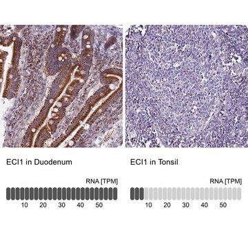 Anti-ECI1 antibody produced in rabbit Prestige Antibodies&#174; Powered by Atlas Antibodies, affinity isolated antibody, buffered aqueous glycerol solution