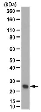 Anti-Gstp1 Antibody serum, from rabbit