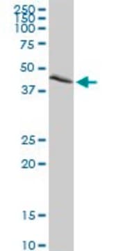 Anti-NEK2 antibody produced in rabbit purified immunoglobulin, buffered aqueous solution