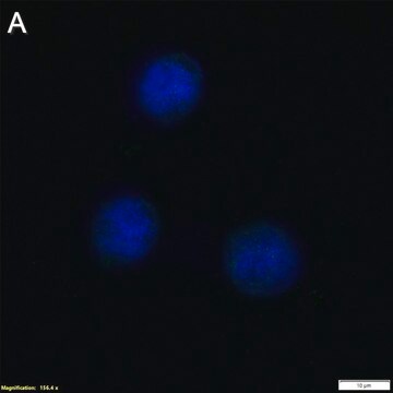 Anti-TNF&#945; Antibody, clone 2E3 ZooMAb&#174; Rabbit Monoclonal recombinant, expressed in HEK 293 cells