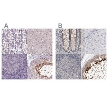 Anti-ACTRT2 antibody produced in rabbit Prestige Antibodies&#174; Powered by Atlas Antibodies, affinity isolated antibody, buffered aqueous glycerol solution