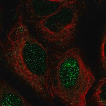 Anti-Znf416 Antibody Produced In Rabbit Prestige Antibodies&#174; Powered by Atlas Antibodies, affinity isolated antibody, buffered aqueous glycerol solution