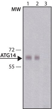 Anti-Atg14 antibody produced in rabbit IgG fraction of antiserum, buffered aqueous solution