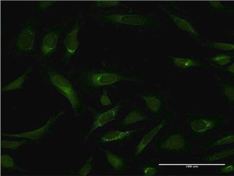 Monoclonal Anti-PIPOX antibody produced in mouse clone 3D1, purified immunoglobulin, buffered aqueous solution