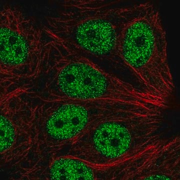 Anti-ABI2 antibody produced in rabbit Prestige Antibodies&#174; Powered by Atlas Antibodies, affinity isolated antibody