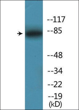 Anti-phospho-Ku80 (pThr714) antibody produced in rabbit affinity isolated antibody