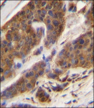 ANTI-CFD (N-TERM) antibody produced in rabbit IgG fraction of antiserum, buffered aqueous solution