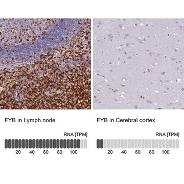 Anti-FYB antibody produced in rabbit Prestige Antibodies&#174; Powered by Atlas Antibodies, affinity isolated antibody, buffered aqueous glycerol solution