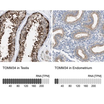 Anti-TOMM34 antibody produced in rabbit Prestige Antibodies&#174; Powered by Atlas Antibodies, affinity isolated antibody, buffered aqueous glycerol solution